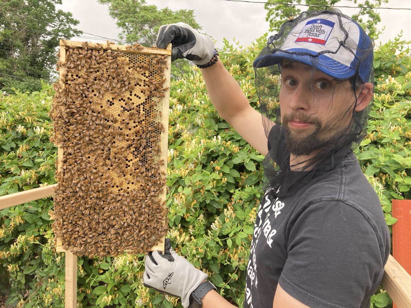 bee
